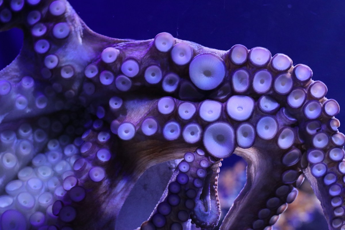 Cephalopod chromatophore networks (octopus, cuttlefish)