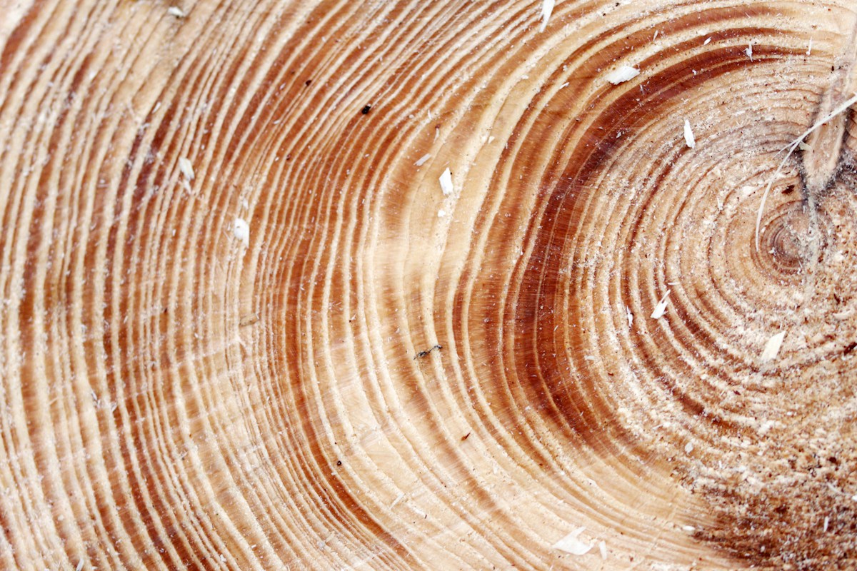 Tree rings (dendrochronology)
