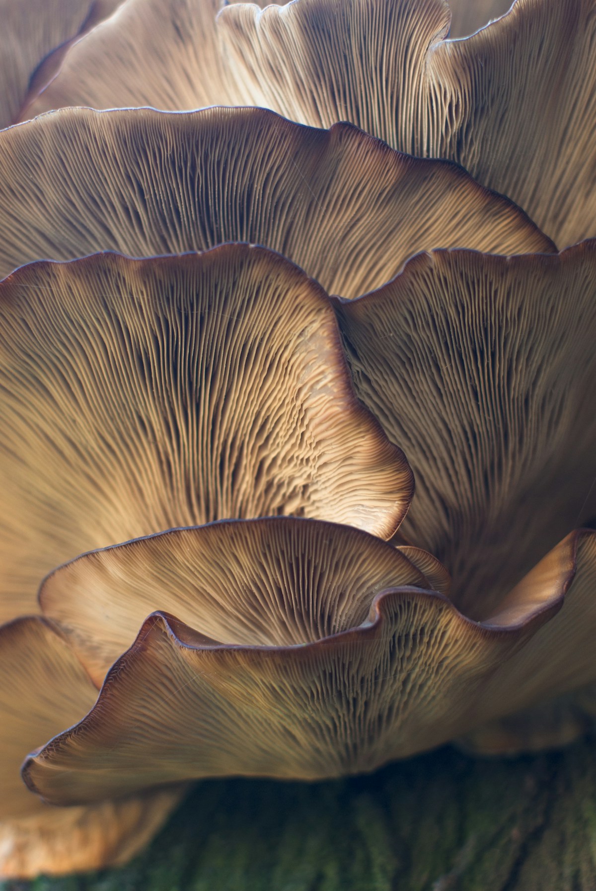 Mycelial networks (fungal transport meshes)
