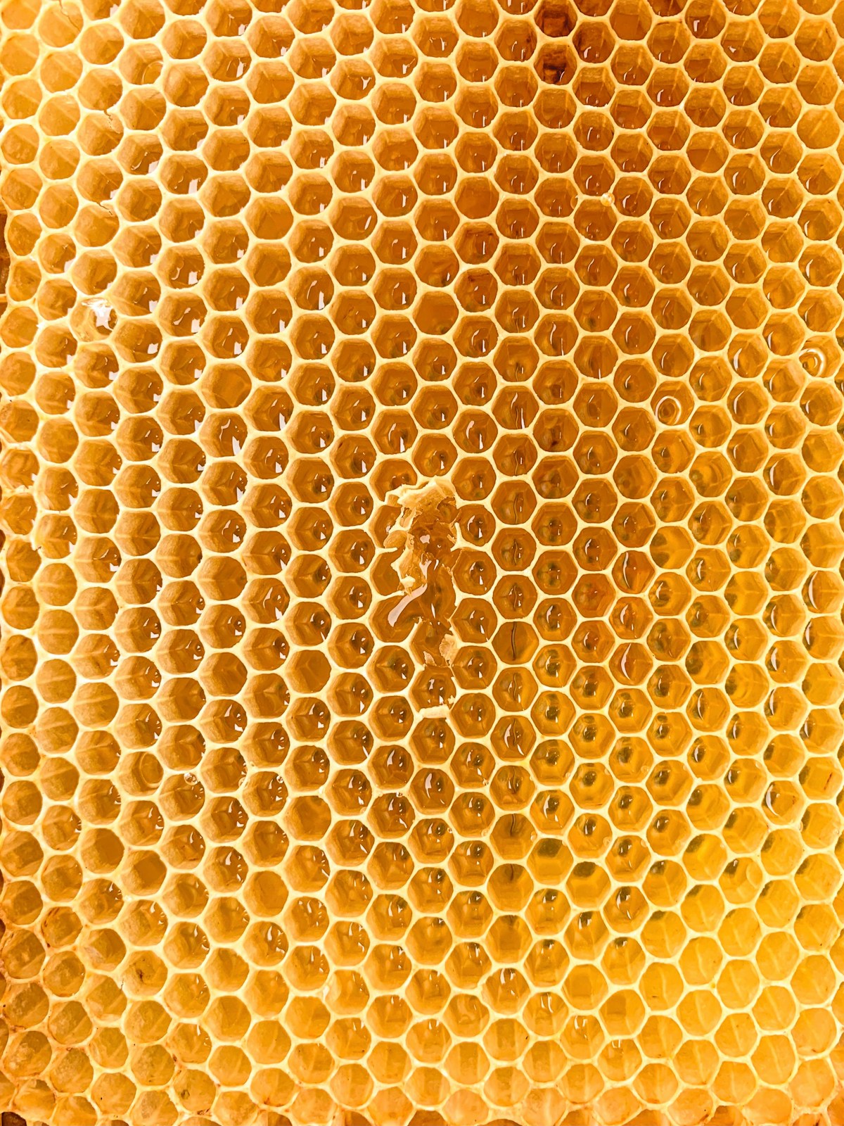 Honeybee waggle dance (distributed signal competition)